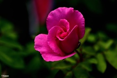 ピンクの薔薇