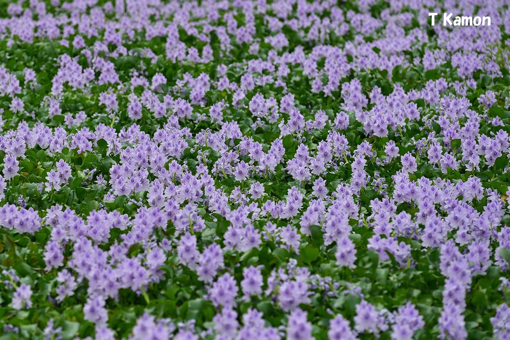 ホテイアオイの花が咲きました