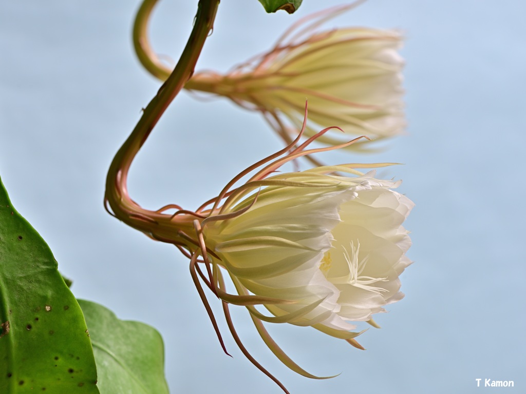 再び月下美人の花が咲きました②