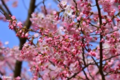 若い桜