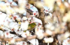 花の中からコンニチハ