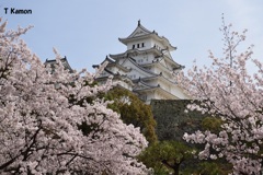 城と桜①