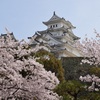 城と桜①