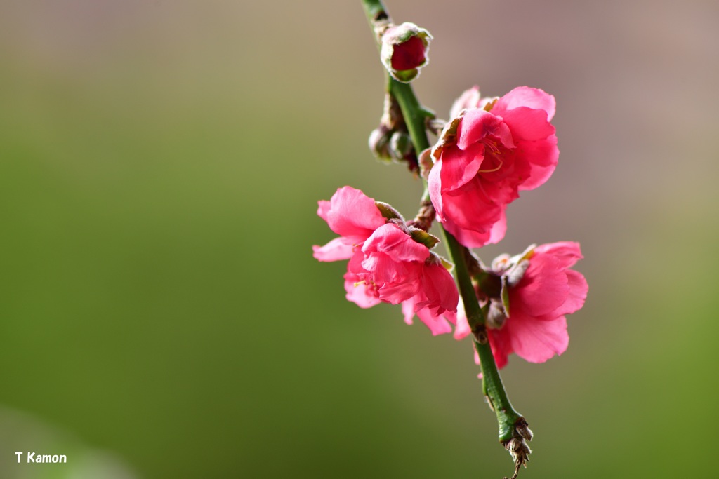 驚き～なぜ今 梅の花が②