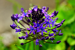 紫の花～大蔓穂