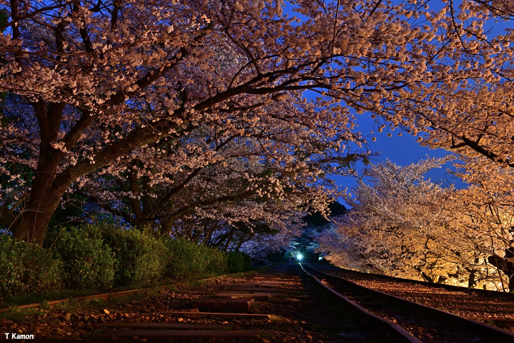 夜明けの蹴上インクライン桜