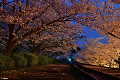 夜明けの蹴上インクライン桜