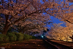 夜明けの蹴上インクライン桜