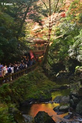 紅葉が川面に