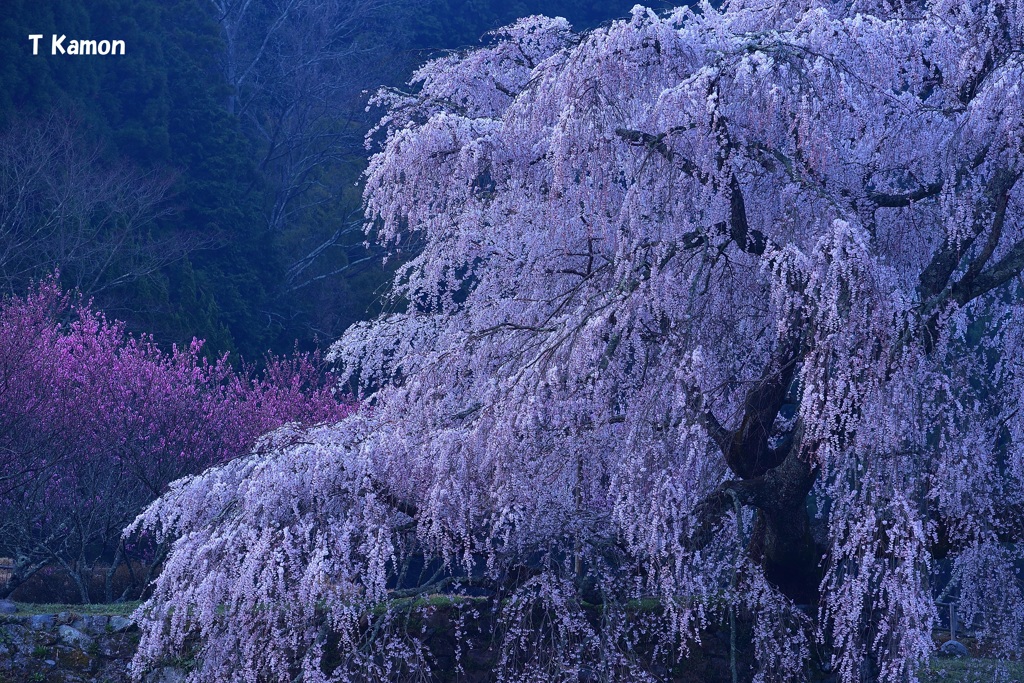 日の出前の又兵衛桜Ⅱ