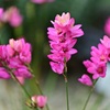 ローズエンペラー～開花
