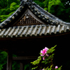 ぼたんの寺