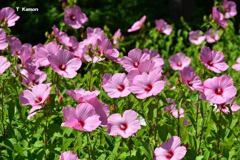 ピンクの花Ⅰ