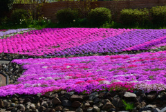 50余種の芝桜