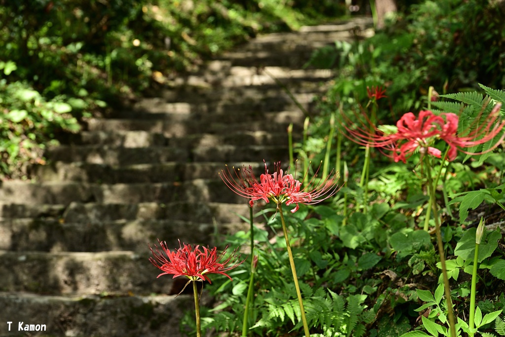 佛隆寺彼岸花再生プロジェクト中