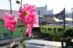 タチアオイと電車