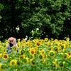 プチひまわり畑にて