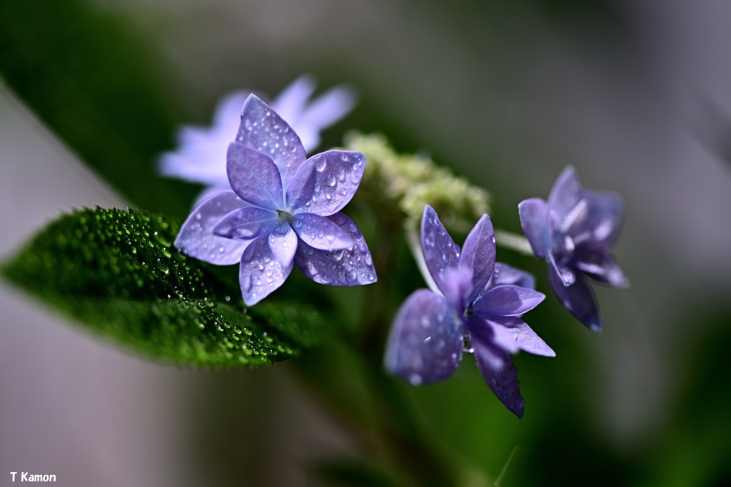 ベランダの七段花