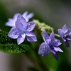ベランダの七段花