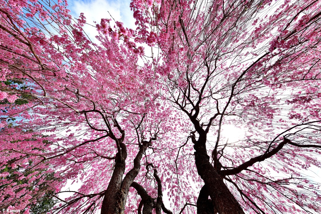 降り注ぐ桜色