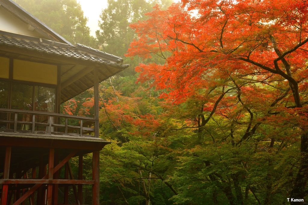 神社の紅葉はもう少し