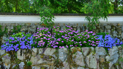 白壁と紫陽花