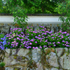 白壁と紫陽花