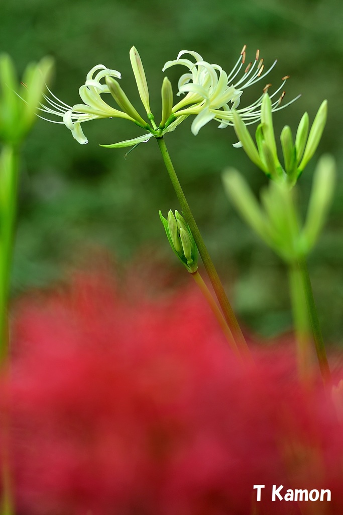 赤と白～曼殊沙華