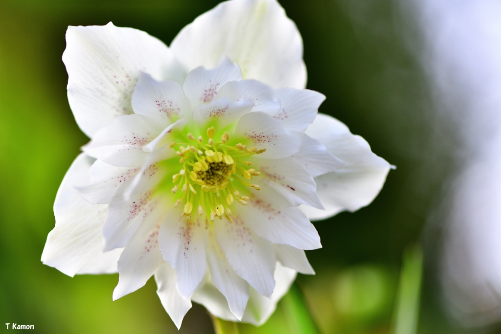 恥ずかしがり屋の花