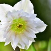 恥ずかしがり屋の花