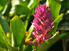 パイナップルの仲間