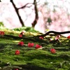 落ち花　Ⅲ