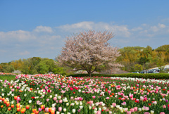 春の風景