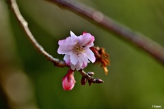 十月桜