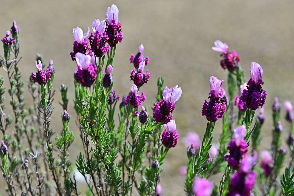 ウサギの耳の様な