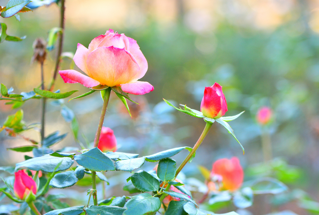 咲き続ける薔薇