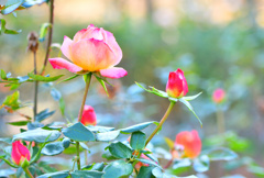 咲き続ける薔薇