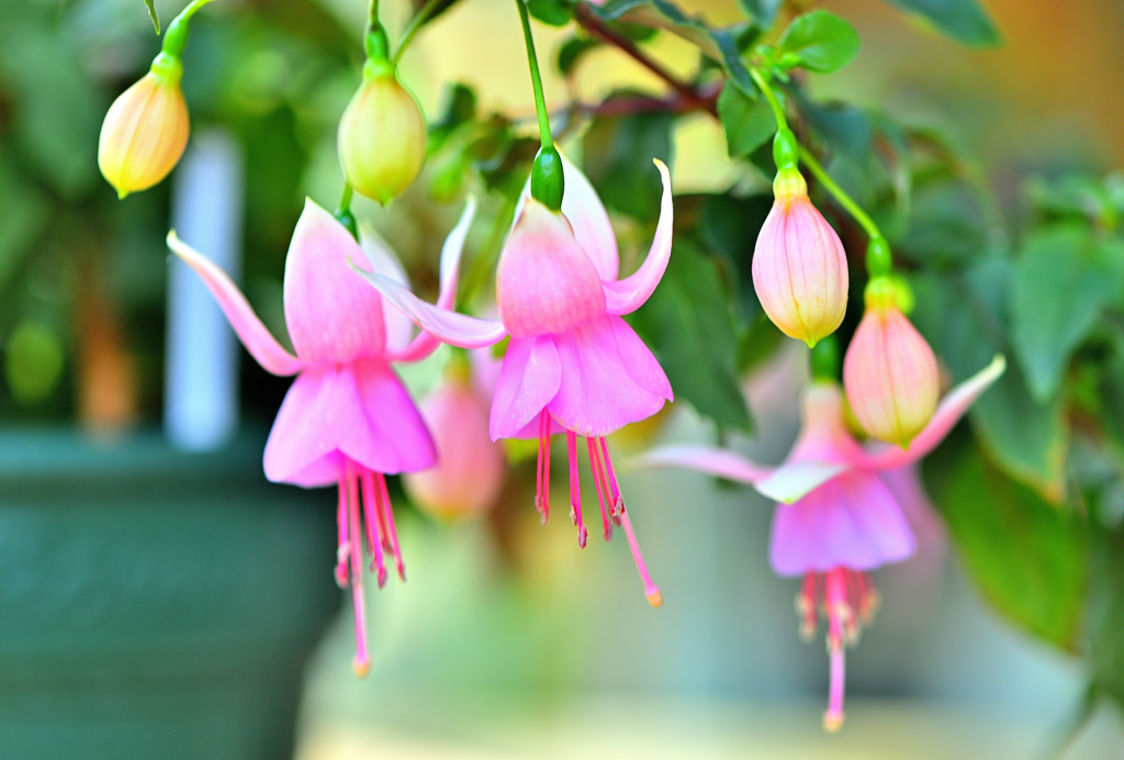 「つつましい愛」