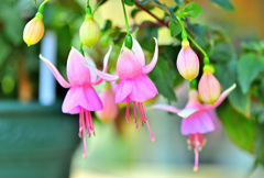 「つつましい愛」