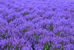 濃紫色の絨毯