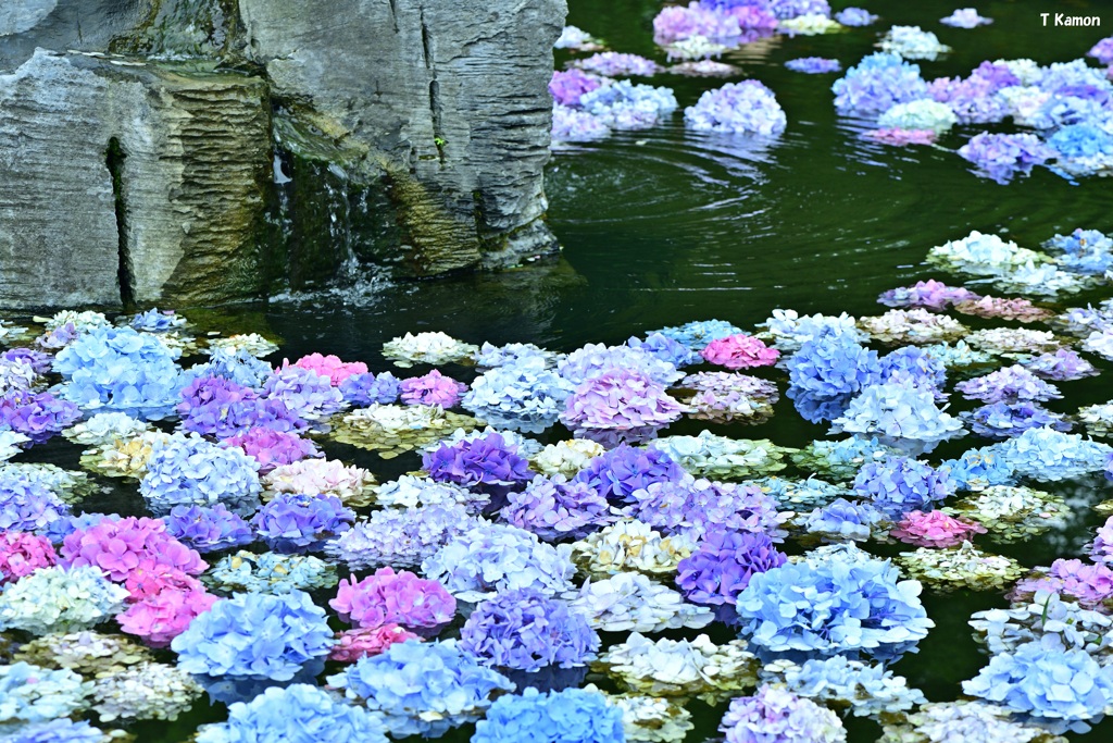 浮かべられる紫陽花