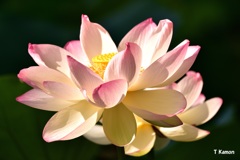 蓮の花Ⅺ