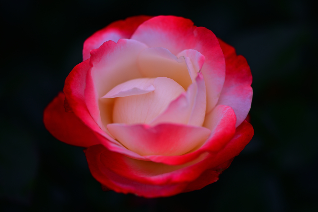 一万本の薔薇①