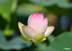 蓮の花Ⅷ