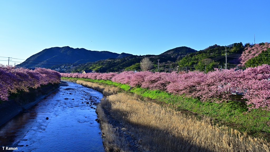 川堤はピンク