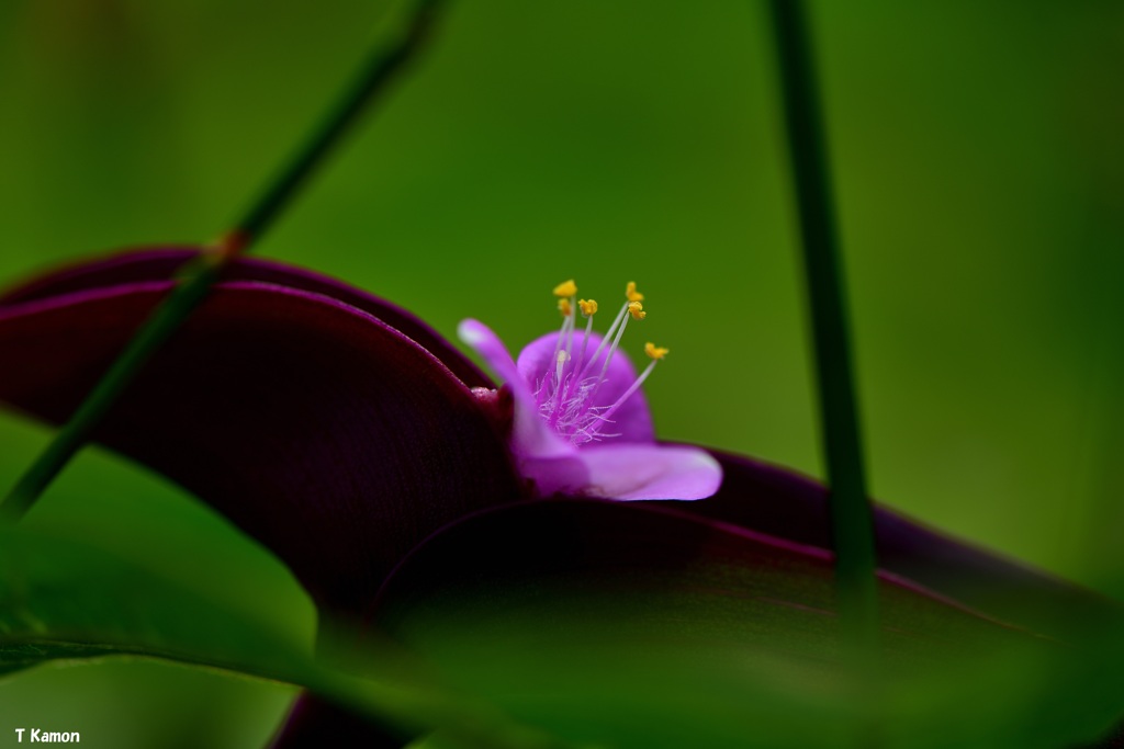 日陰の花