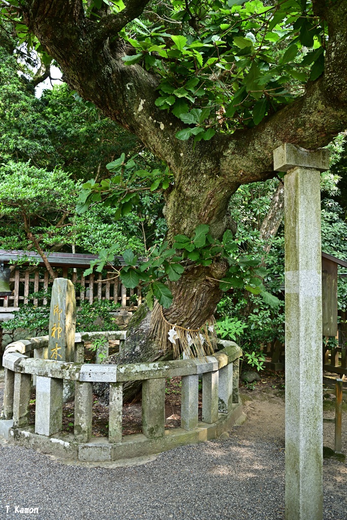 宗像大社のご神木