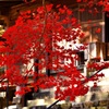 大國寺の紅葉～望遠～ⅰ