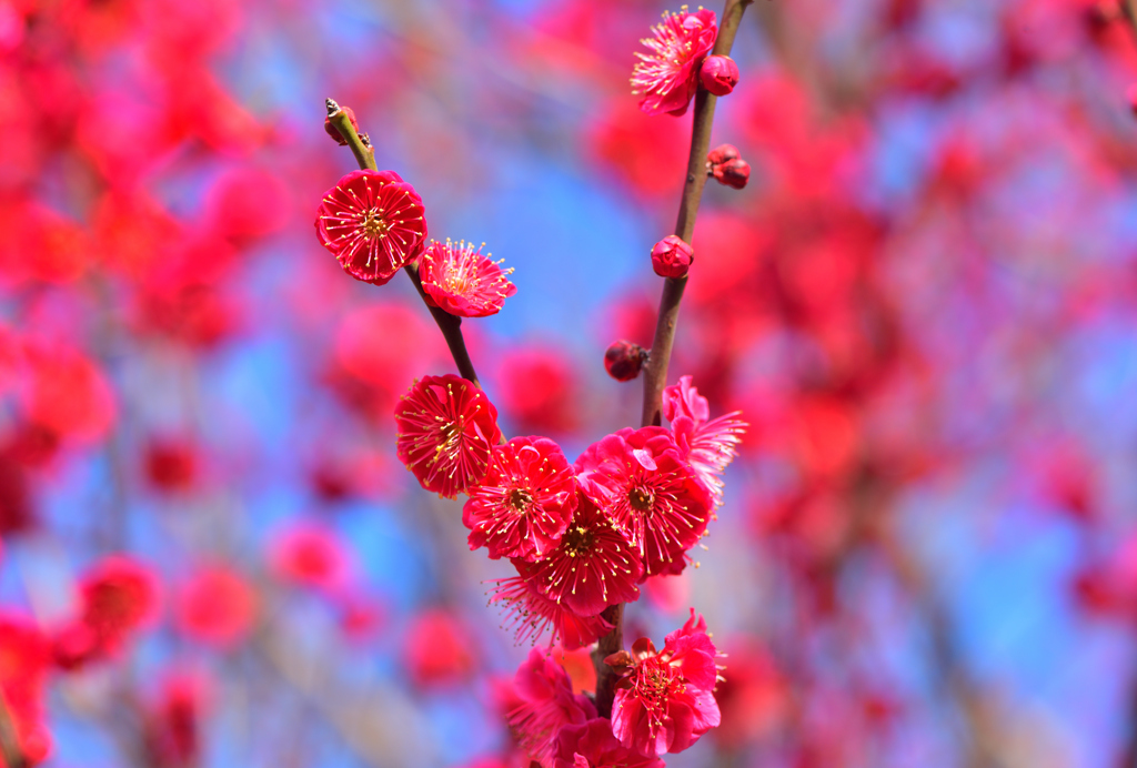 紅梅