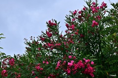 赤い花の夾竹桃
